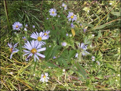 aster