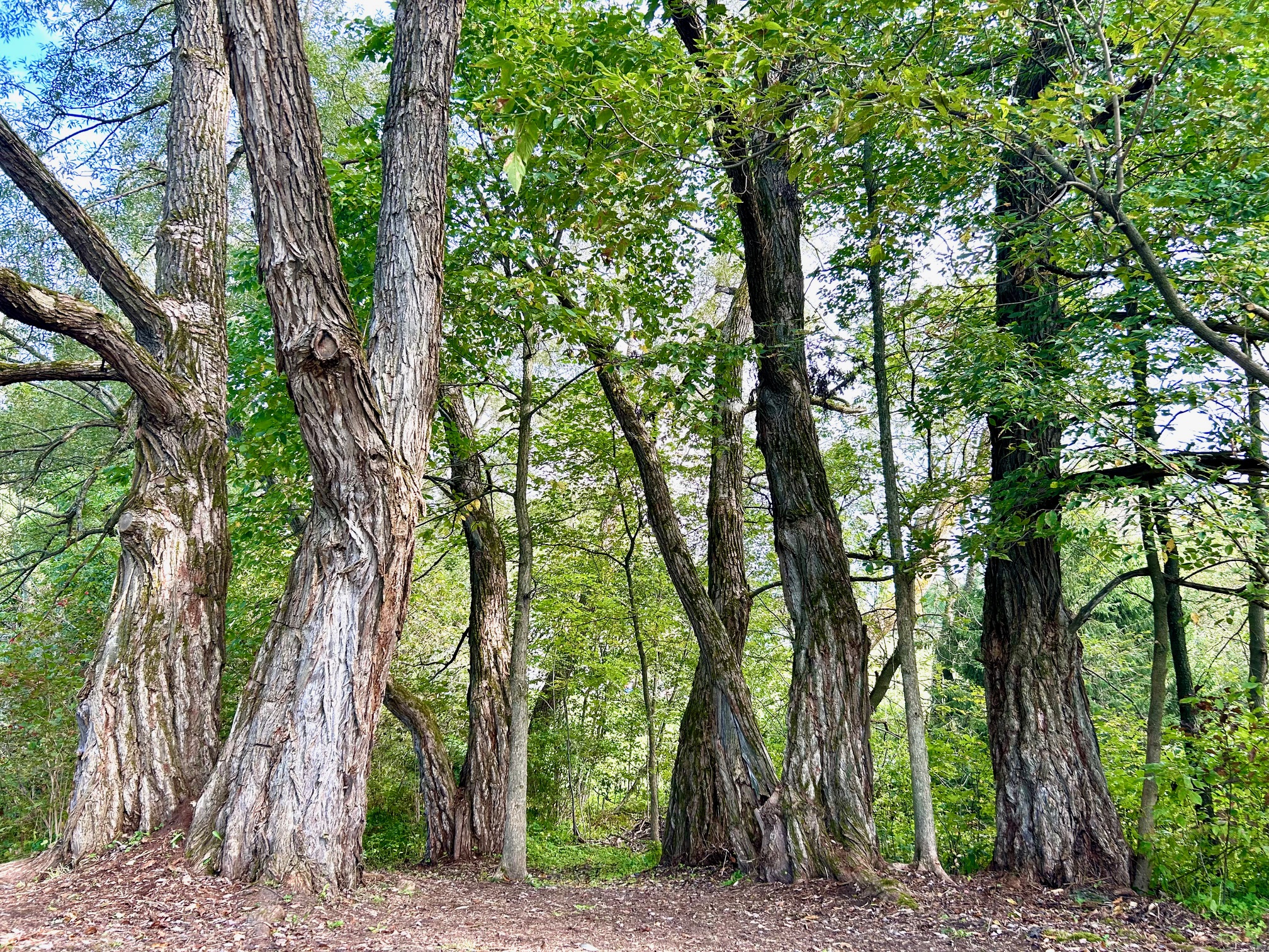 Parc DAR: les saules