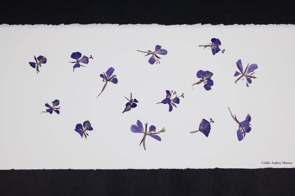 Banquets-fleurs-credit