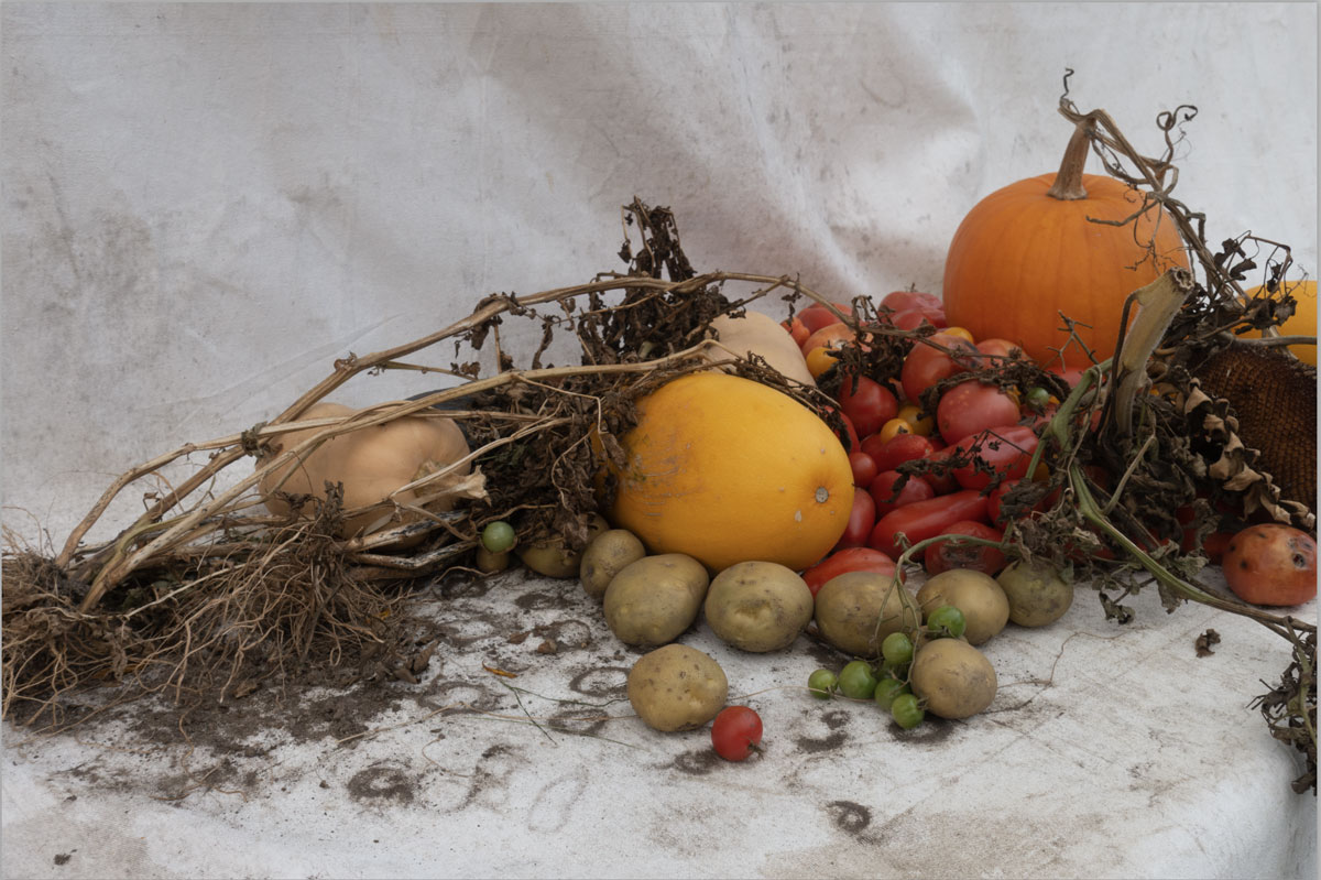 Courge-recoltes