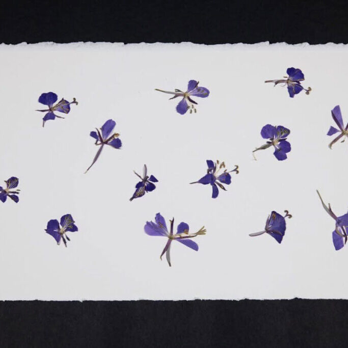 Banquets-fleurs-credit