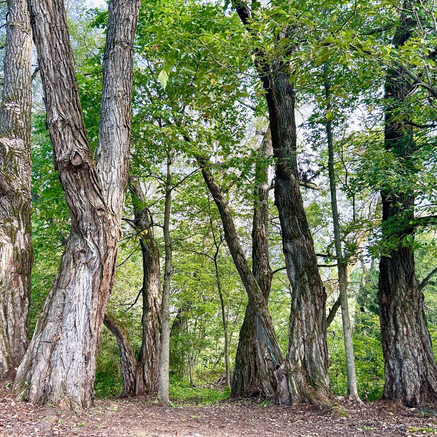 Parc DAR: les saules