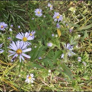 aster